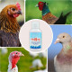 Más imágenes de Producto contra el Resfriado en las Gallinas | Solución Natural para Aliviar Catarros en Gallinas, Palomas, Faisanes y Pavos (Ref. SR)