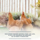 Más imágenes de Producto contra el Resfriado en las Gallinas | Solución Natural para Aliviar Catarros en Gallinas, Palomas, Faisanes y Pavos (Ref. SR)