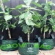 Más imágenes de Bolsa de Cultivo Easy-Fill de 100 Lts.