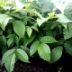 Más imágenes de Planta Nogal de Fruto. Juglans Regia. + 15 Cm