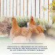 Más imágenes de Compriverm en Tableta | Comprimidos contra los Vermes en Gallinas | Prevención de Parásitos Internos en Aves