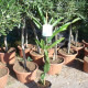 Más imágenes de Fruta del Dragón, Hylocereus, Monacanthus, Planta Aprox.120-140Cm, Pitaya, Pitahaya, Cactus
