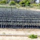 Más imágenes de Bolsa para Plantón de Olivos, Pistachos y Frutales de 24X40 Negra 200 Unidades.