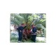 Más imágenes de Palmanem - Steinernema Carpocapsae para Combatir la Plaga del Escarabajo Picudo Rojo en Palmera