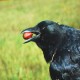 Más imágenes de Ahuyentador Bird Gard Pro Plus para Cuervos (Cobertura 12.000 M2)