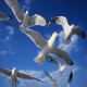 Más imágenes de Ahuyentador Bird Gard Super Pro para Gaviotas (Cobertura 24.000 M2)