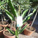 Más imágenes de Fruta del Dragón, Hylocereus, Monacanthus, Planta Aprox.120-140Cm, Pitaya, Pitahaya, Cactus