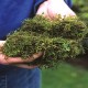 Más imágenes de Fertilizante Nocut-Green de Zulueta